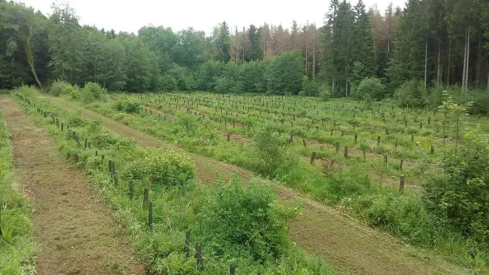 travaux-sylvicole-secenans-DG-FORET