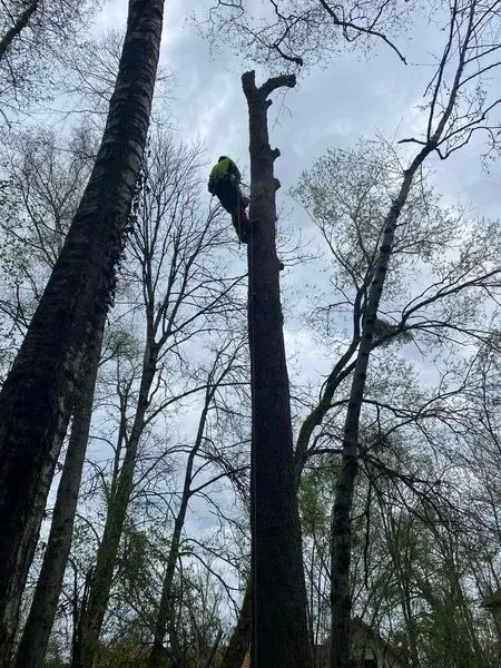 elagage arbres dangereux secenans dg foret