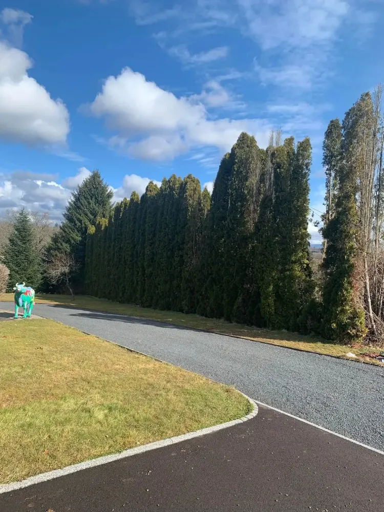 Arbres avant abattage